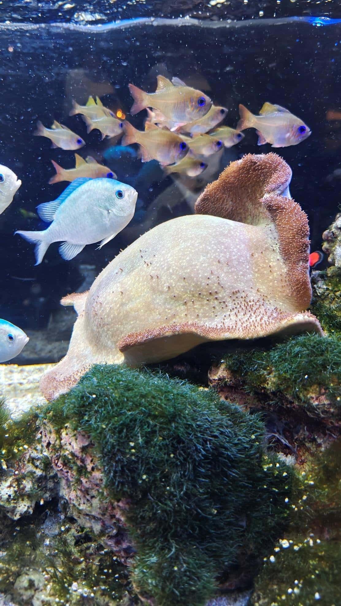 Colorful fish swimming near coral in an aquarium