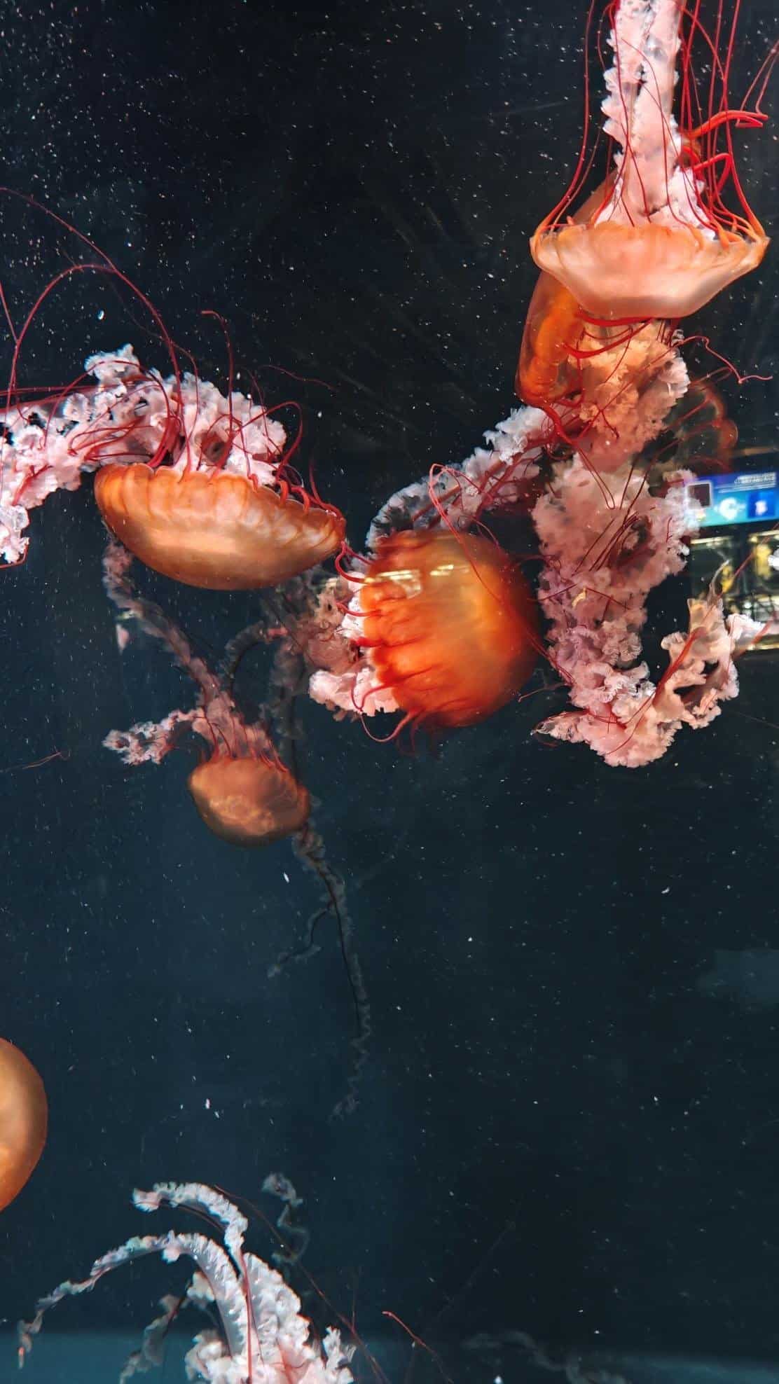 Colorful jellyfish gracefully drift in a dark aquarium