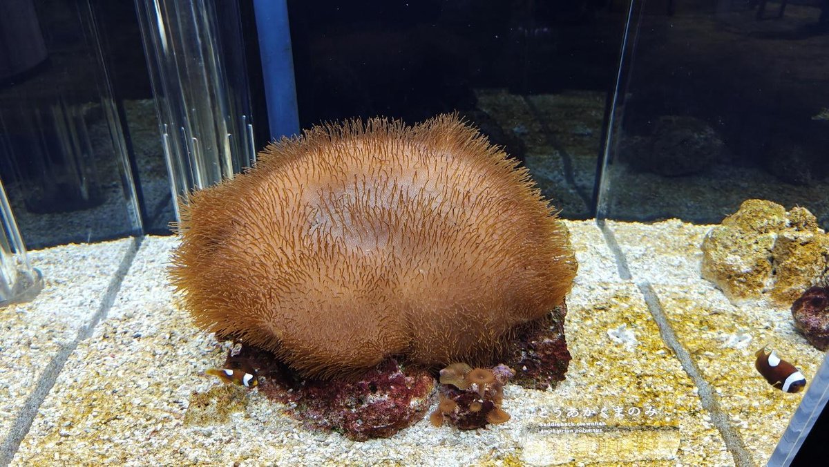 Coral and clownfish in aquarium on sandy floor