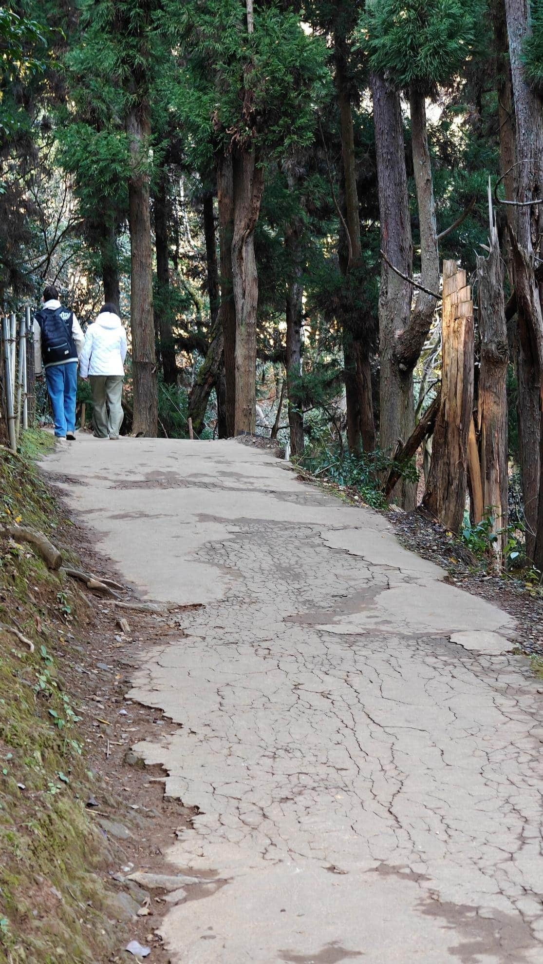 Couple walking on forest path