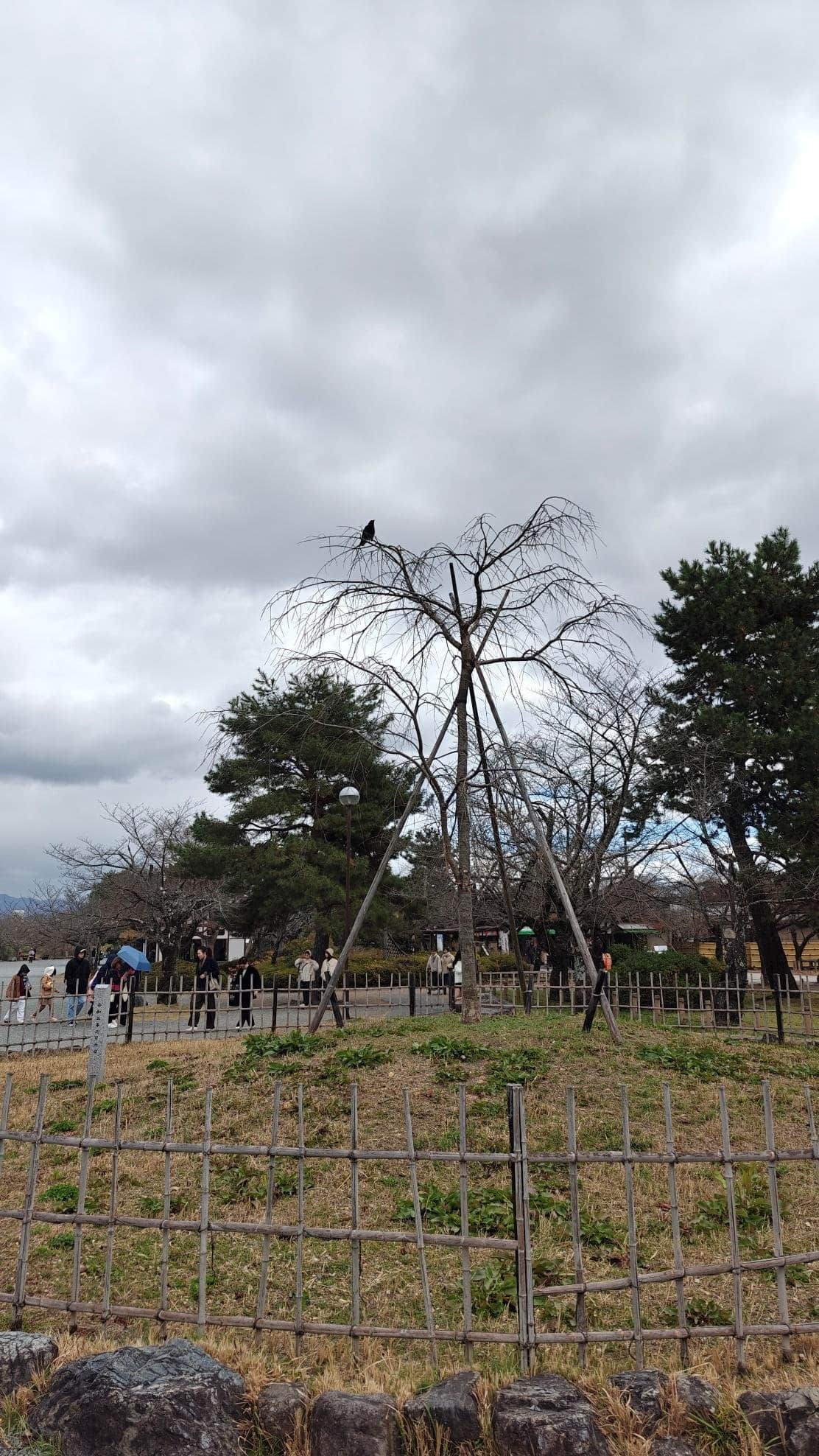 Crow perched on bare tree in a park with cloudy skies