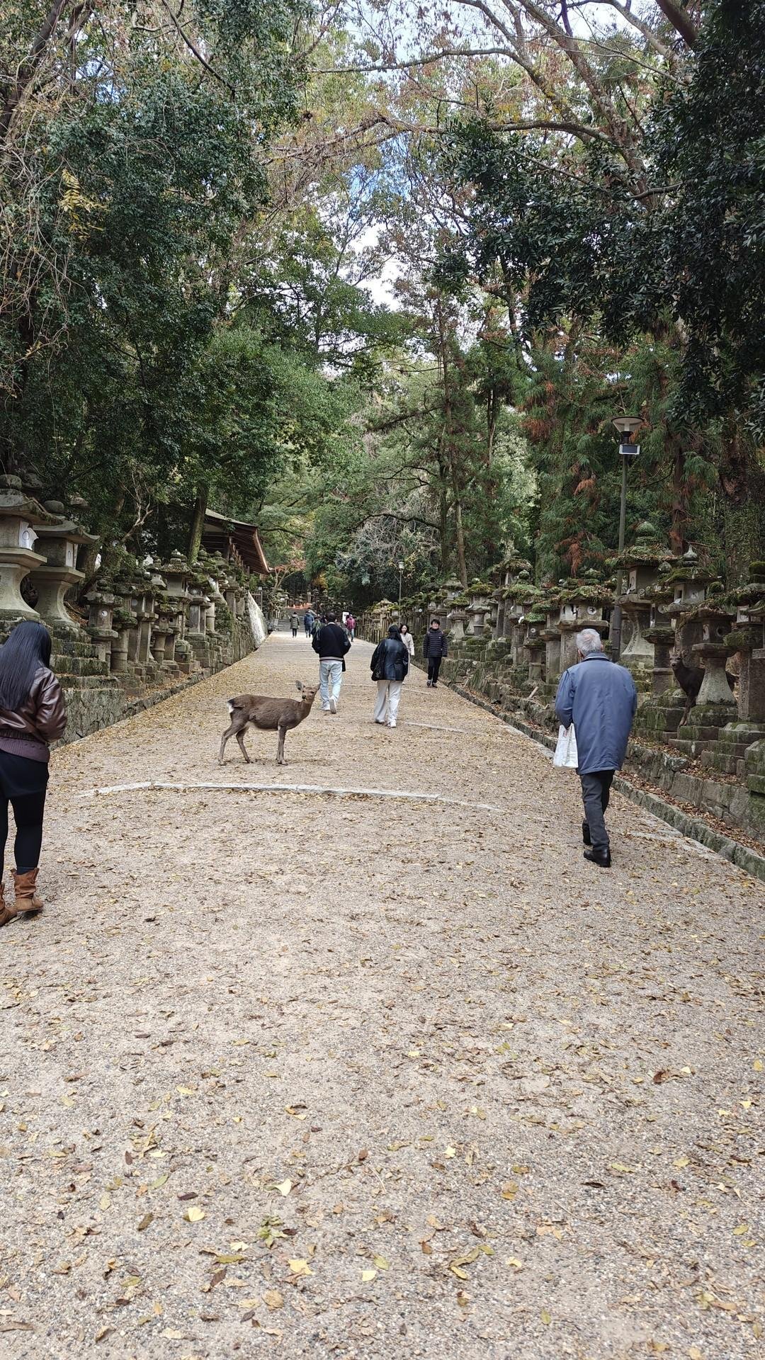 Deer on tree-lined path with people