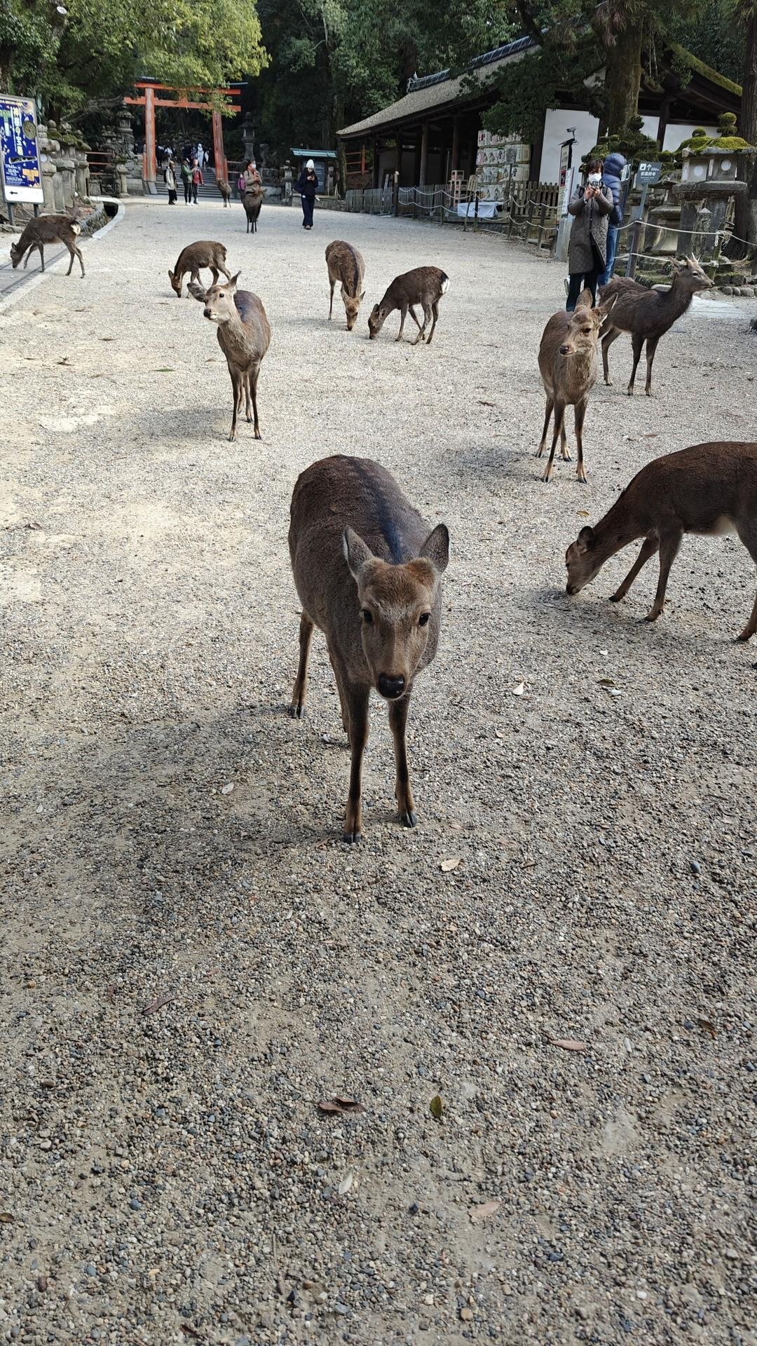 Deer roaming a park path