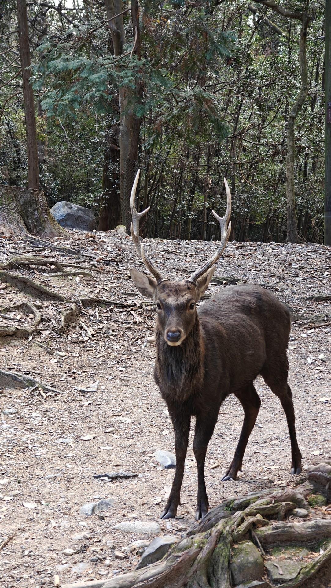 Deer standing in forested area
