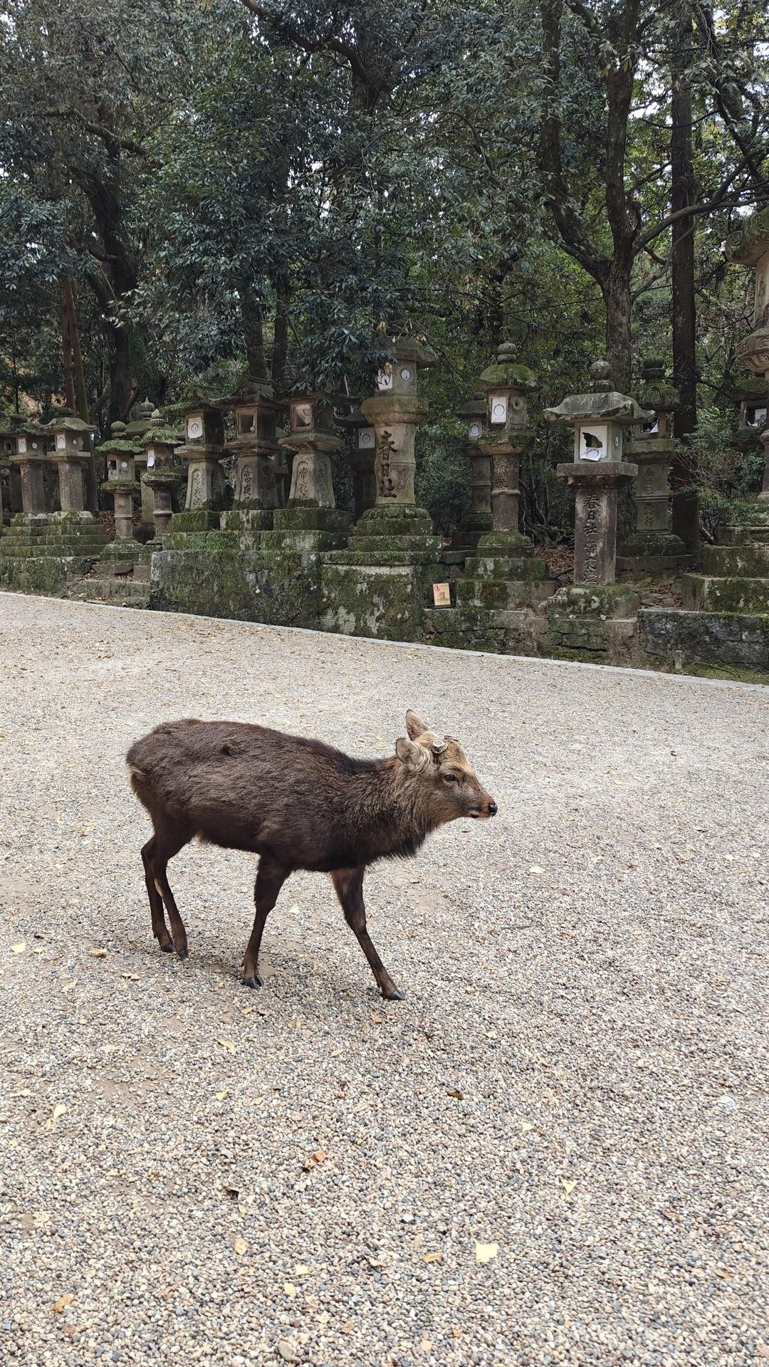 Deer walking by stone lanterns in forest