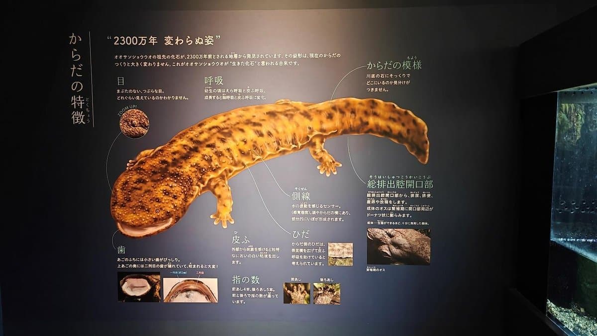 Detailed exhibit of a salamander with Japanese annotations