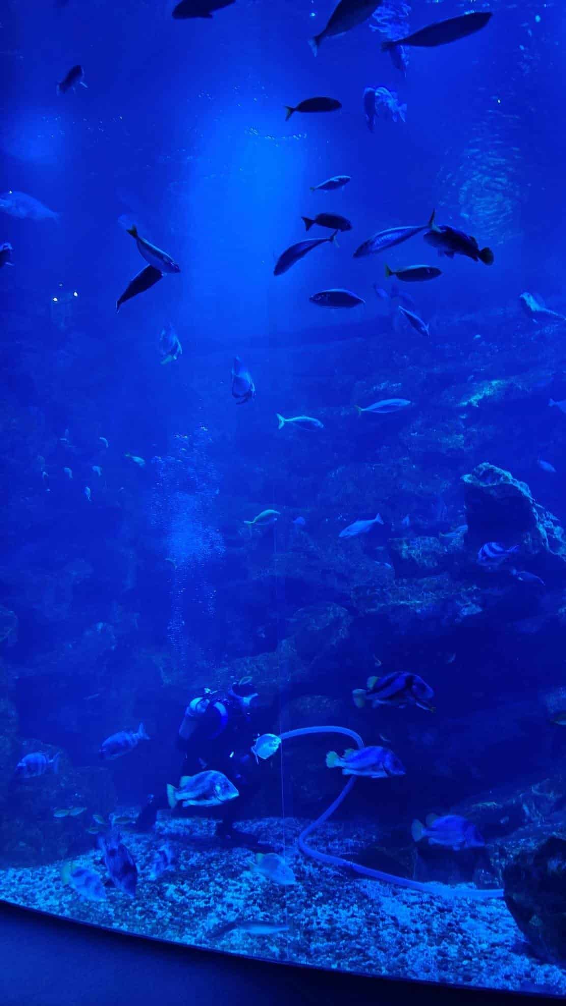 Diver in aquarium surrounded by various fish, blue lighting