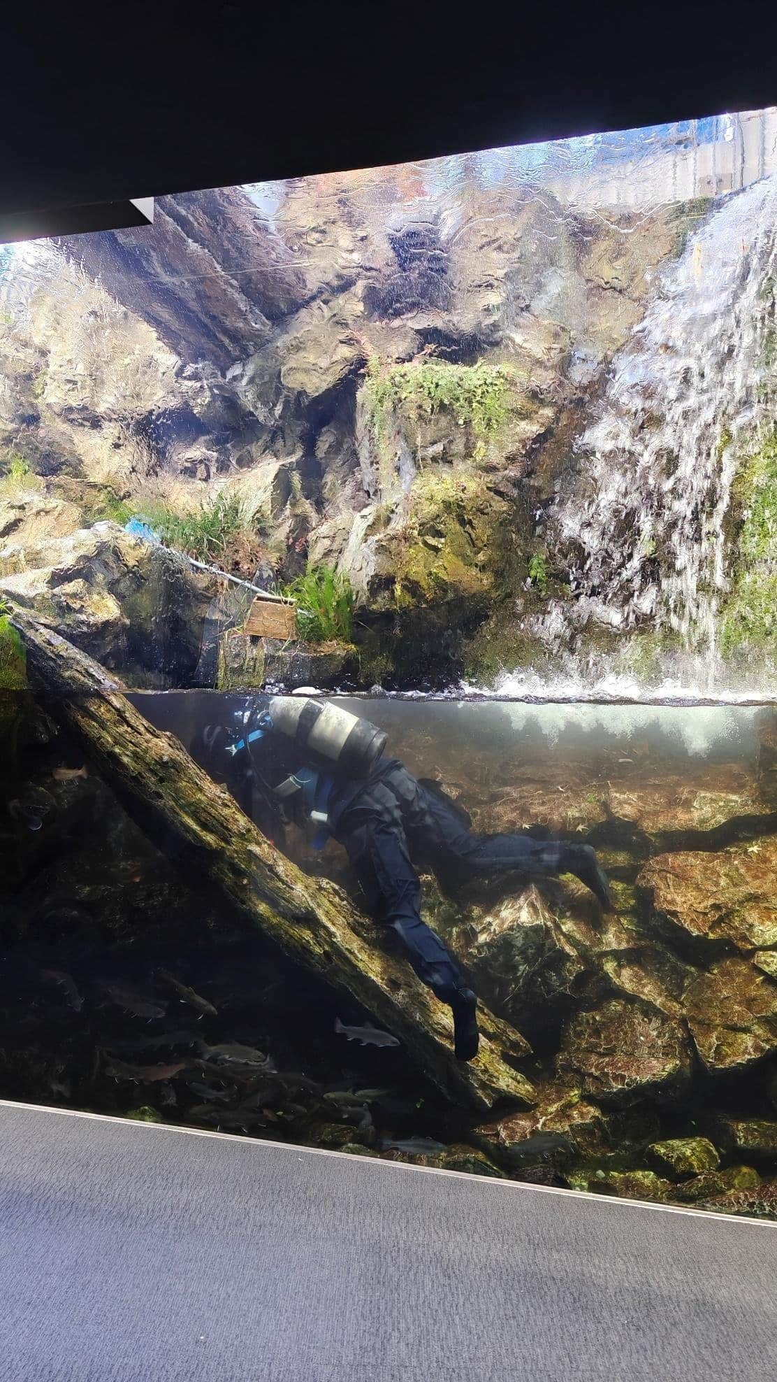 Diver in aquarium tank cleaning rocks and plants