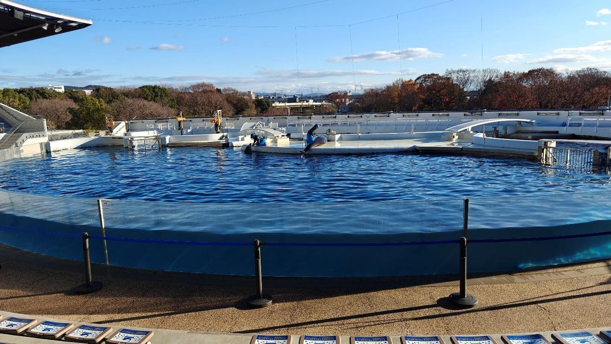 Dolphin pool with trainers in a sunny outdoor setting