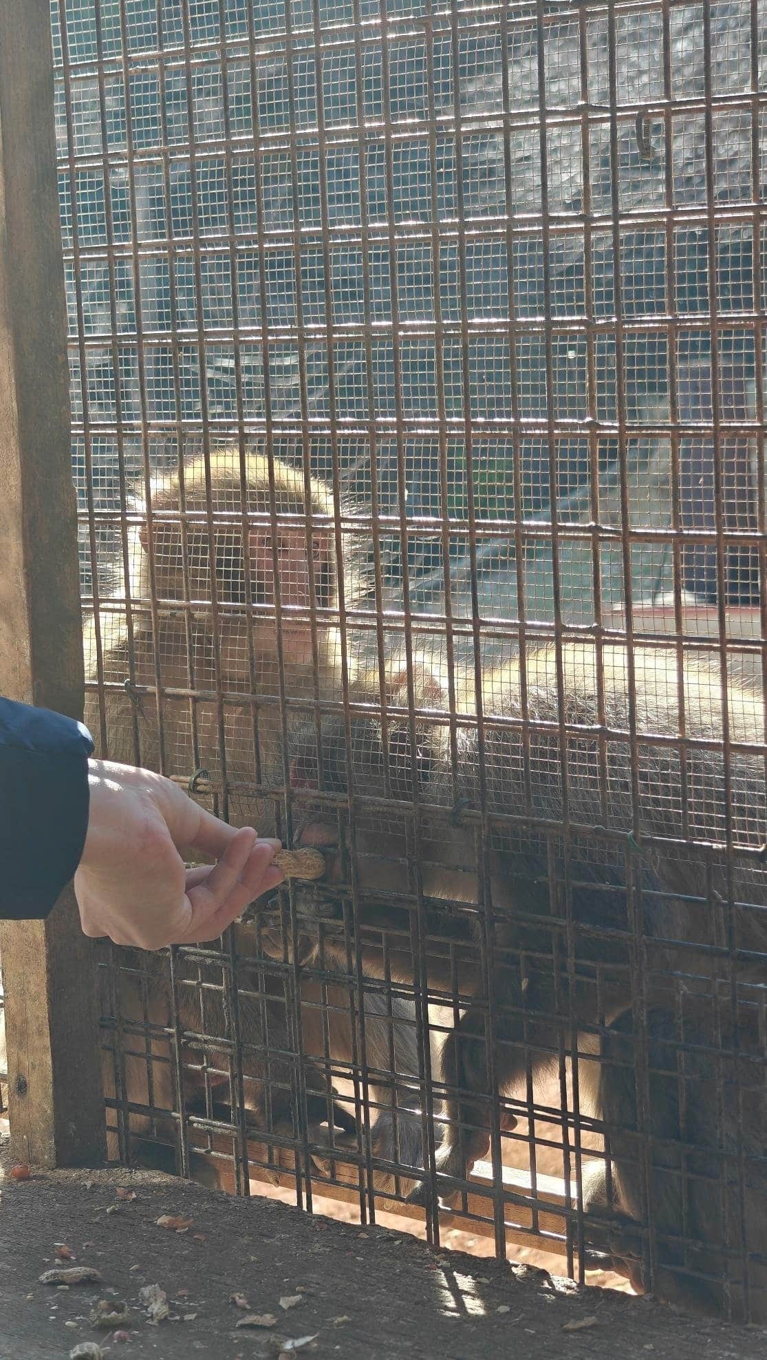 Feeding monkey through cage bars
