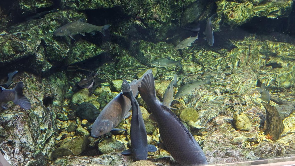 Fish swimming in a clear, rocky aquarium