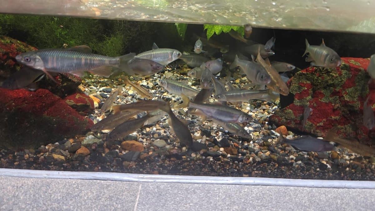 Fish swimming in aquarium with rocks and plants