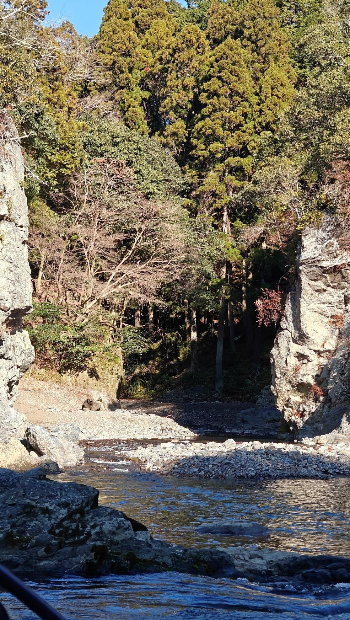 Forest and rocky stream in sunlight