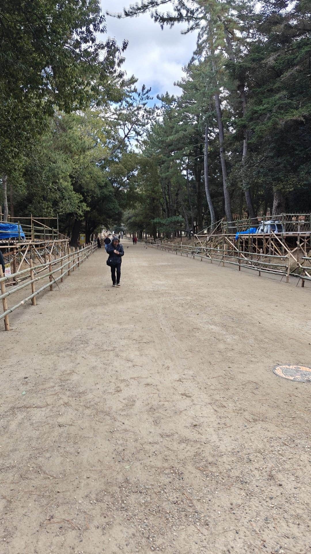 Forest path lined with tall trees