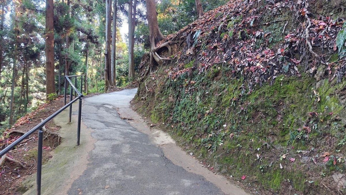 Forest path with autumn leaves