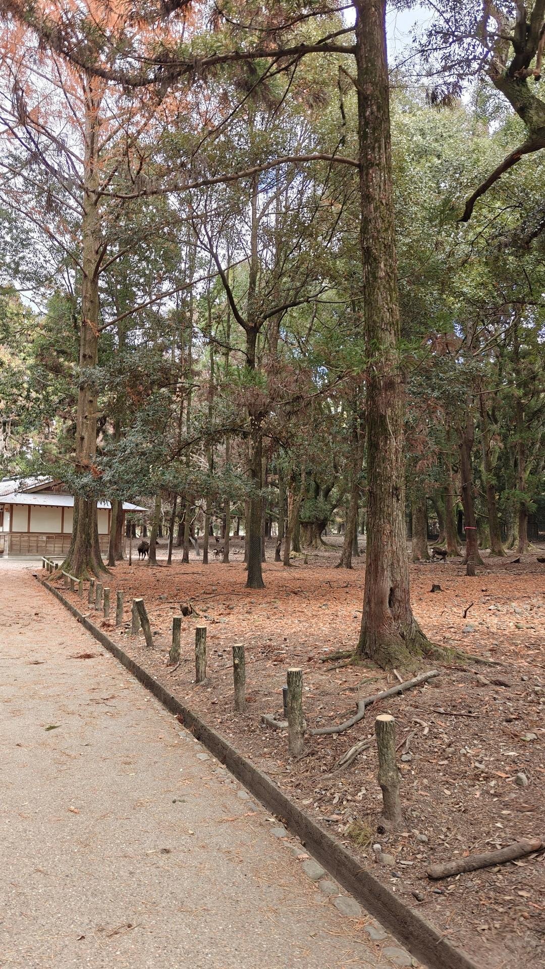 Forest path with tall trees