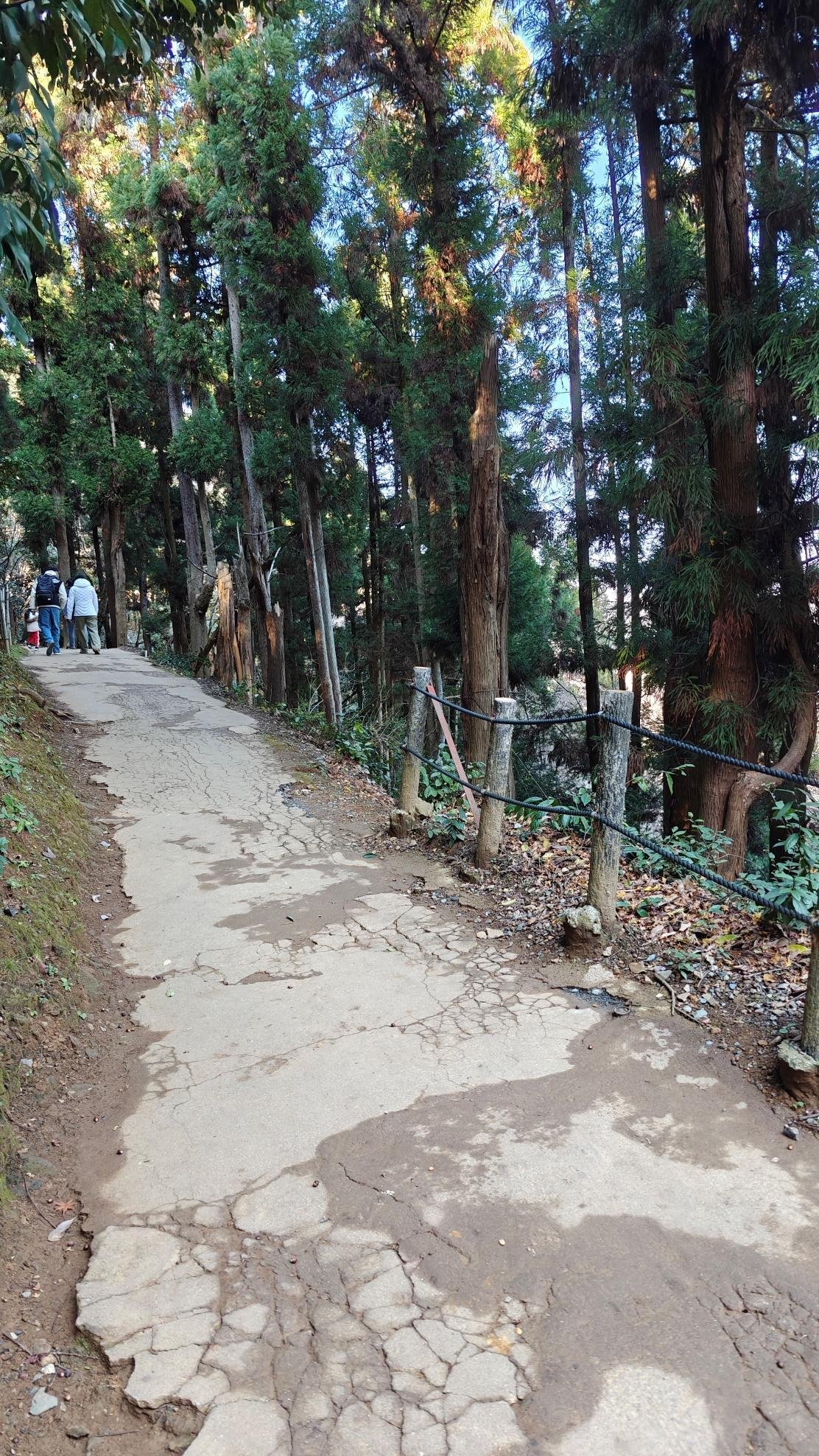 Forest pathway with tall trees
