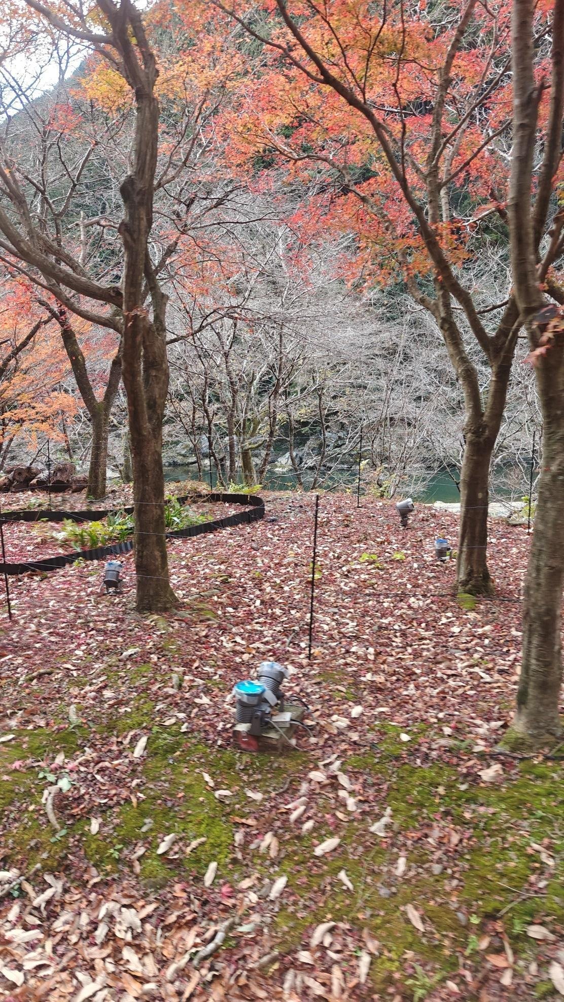 Forest scene with autumn leaves and bare trees