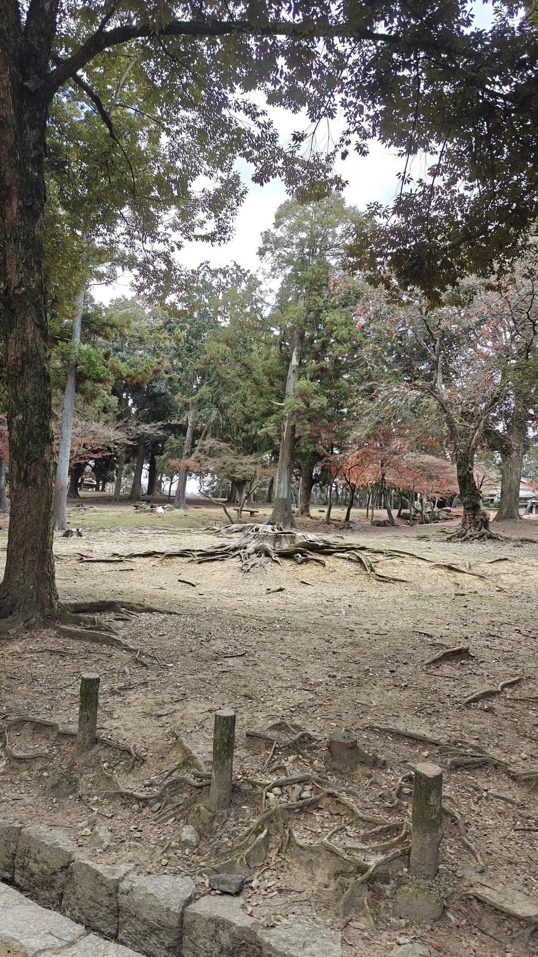 Forest with autumn trees and roots