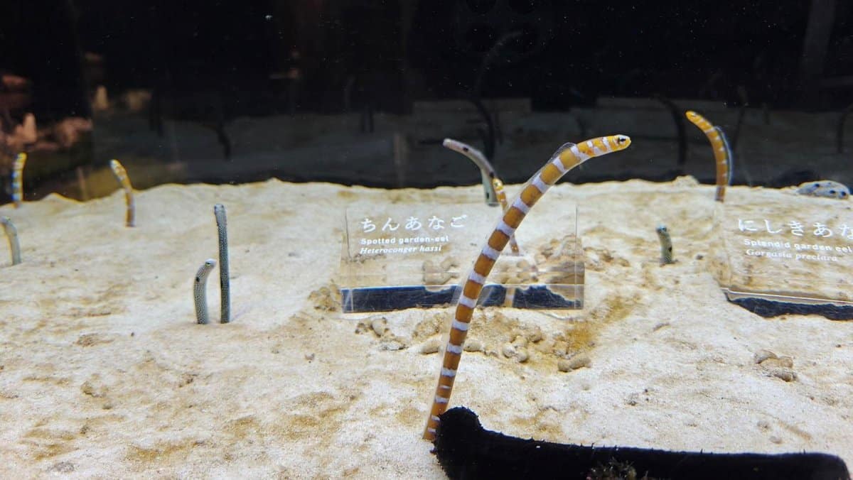 Garden eels emerging from sand in an aquarium display.