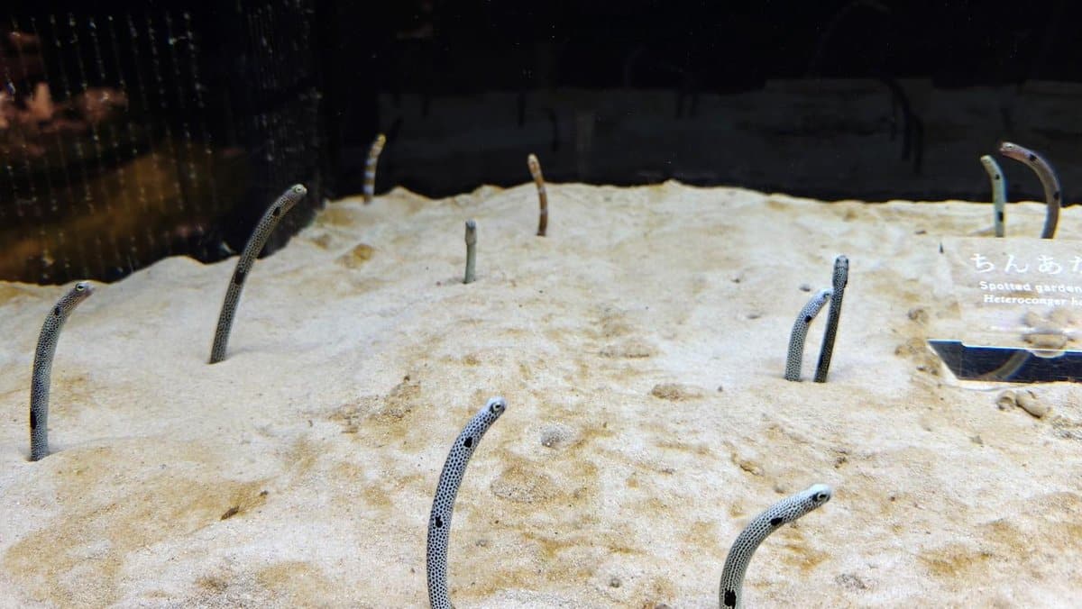 Garden eels emerging from sand in aquarium