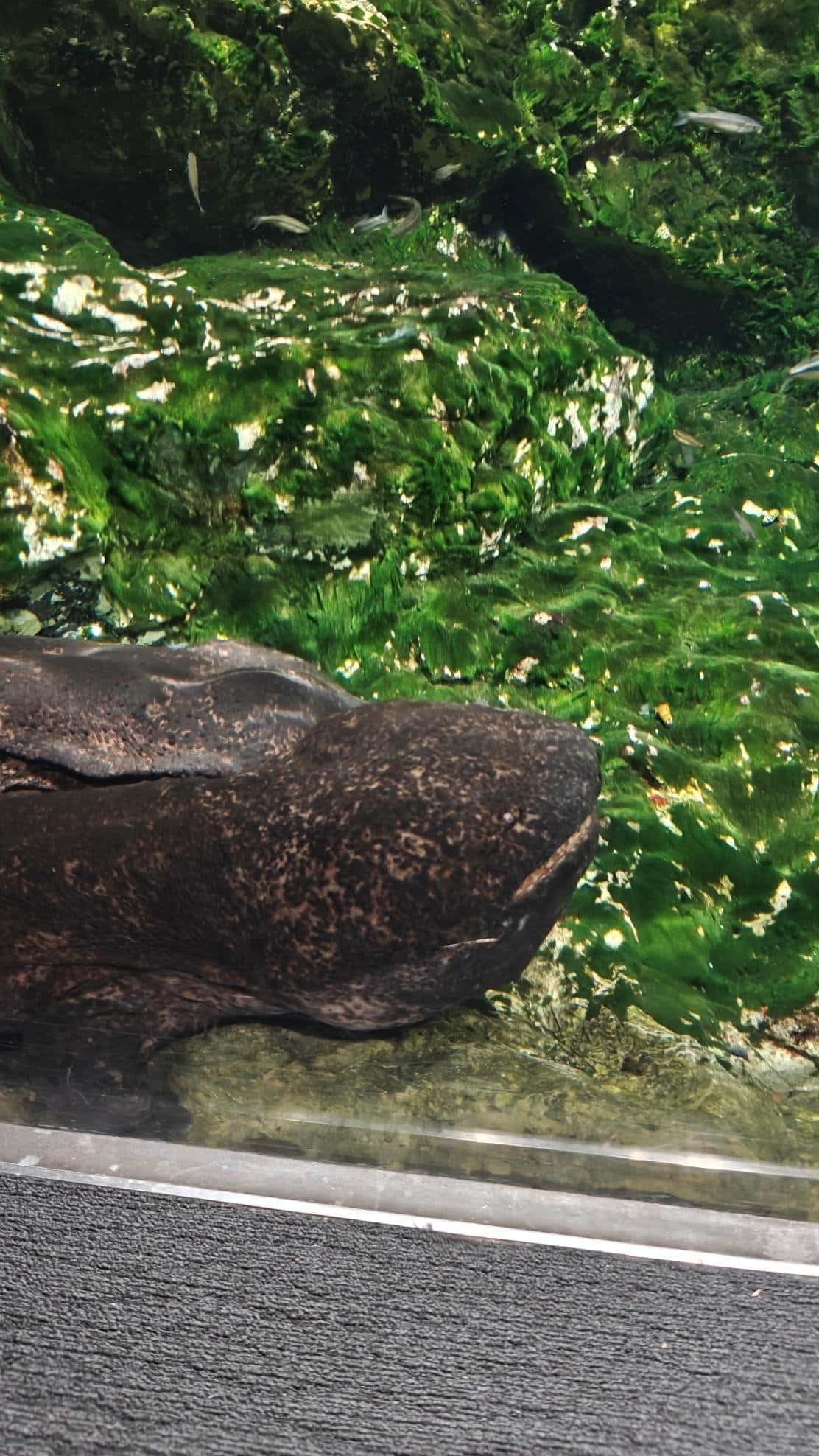 Giant salamander resting in mossy aquarium