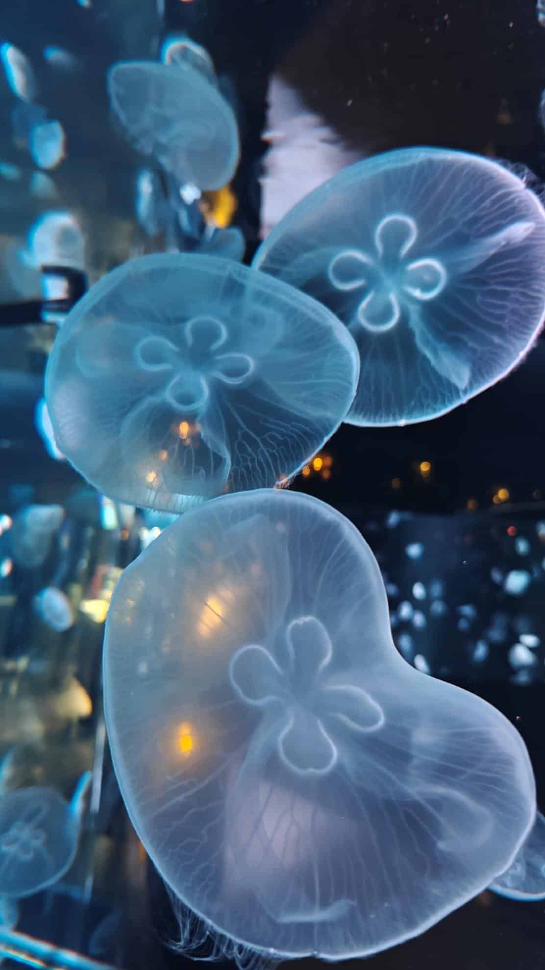 Glowing jellyfish in a dark aquarium setting