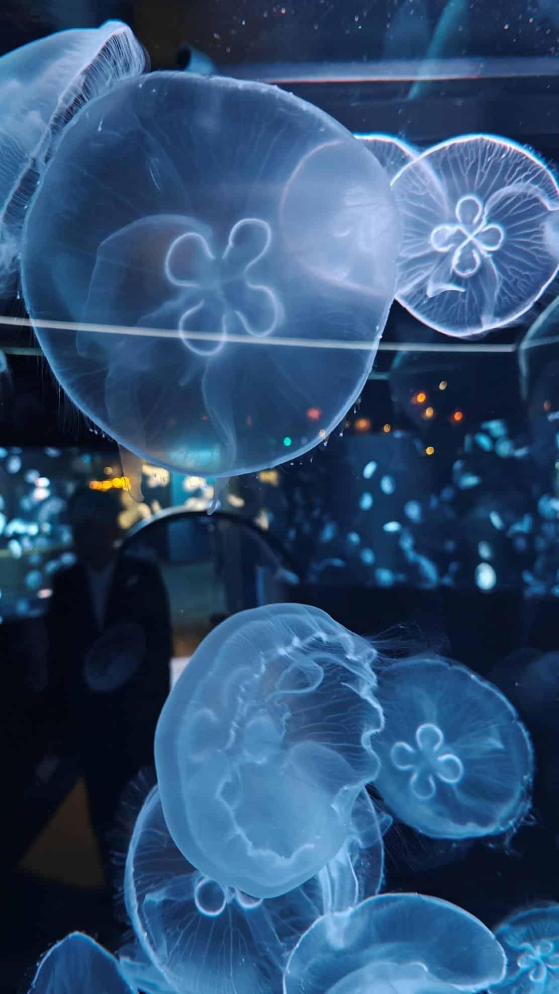 Glowing jellyfish in a dark aquarium