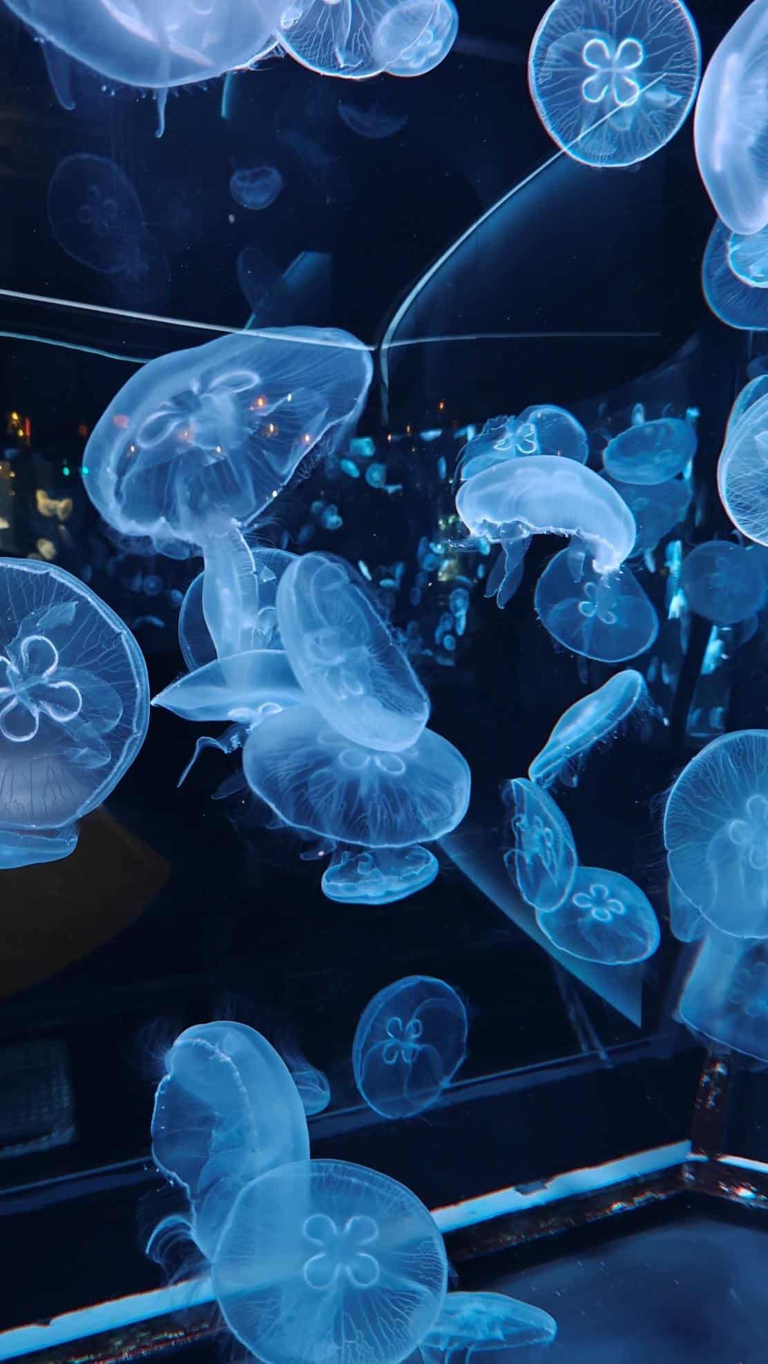 Glowing jellyfish swimming in dark aquarium