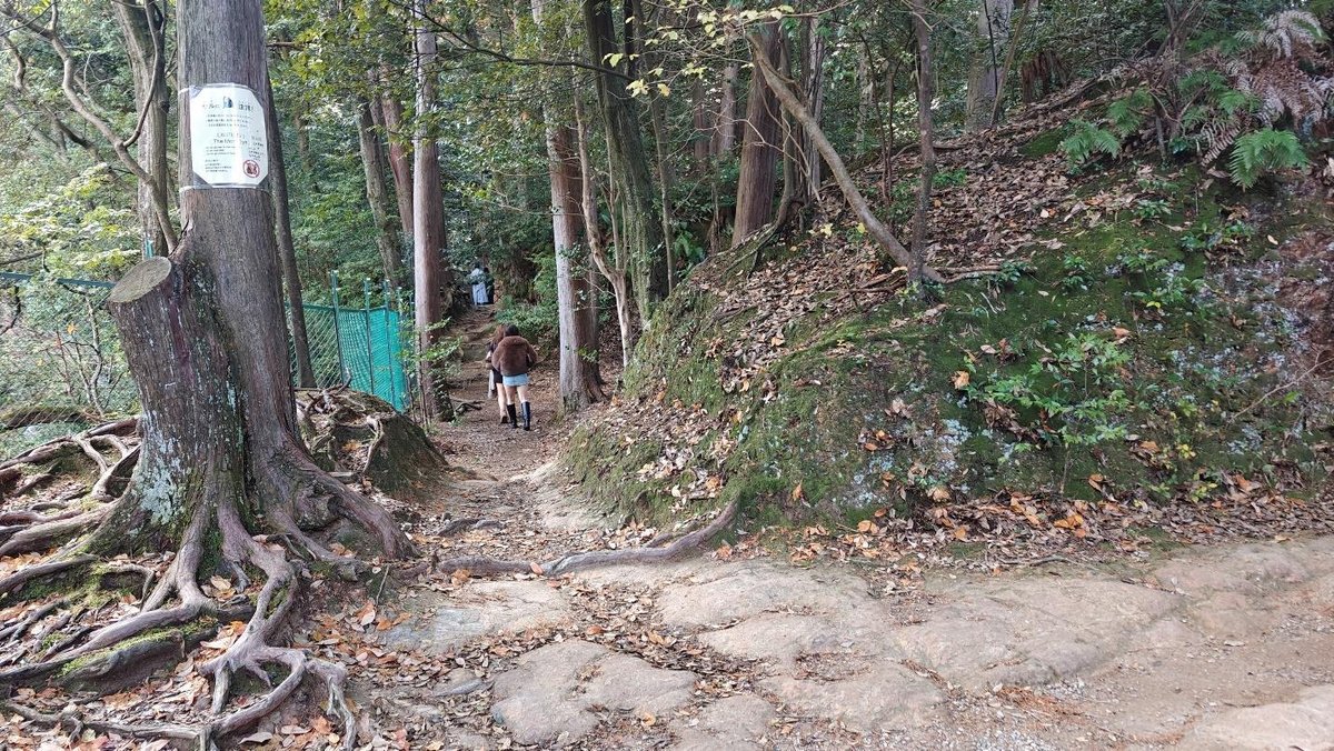 Hikers walking along a forest trail with lush greenery