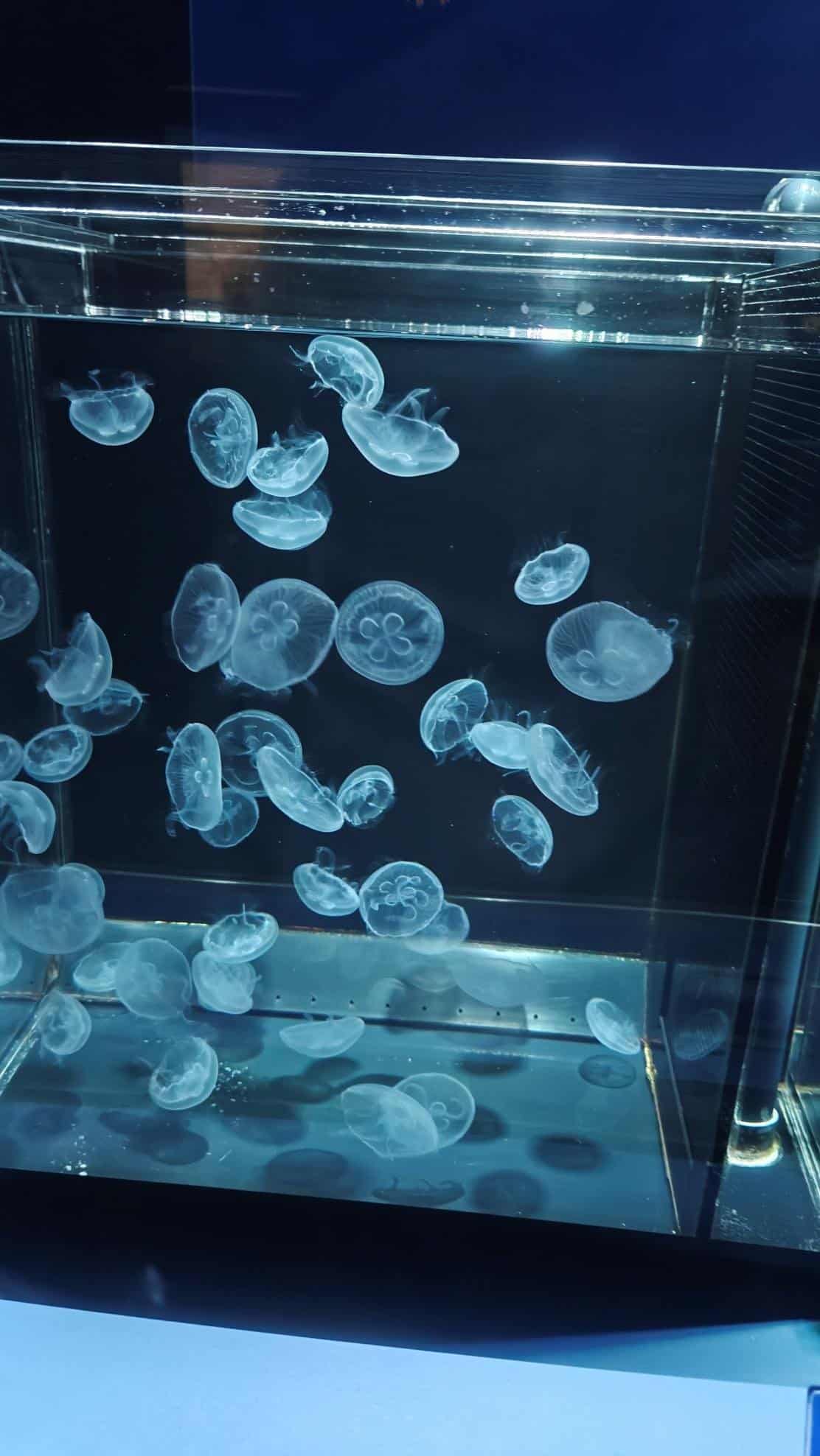 Jellyfish floating in a clear aquarium tank