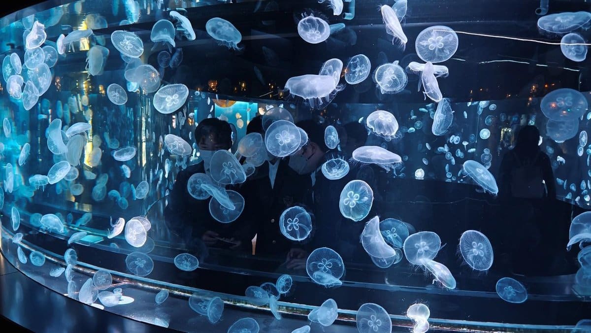 Jellyfish in illuminated aquarium with visitors observing