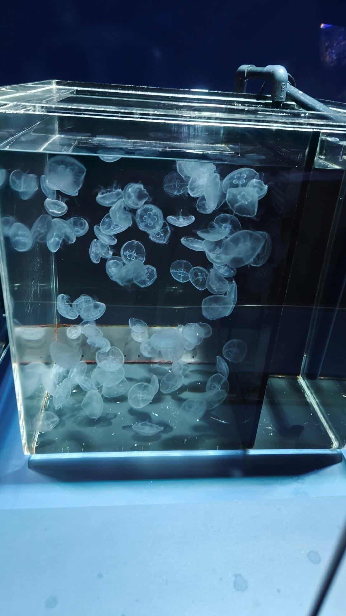 Jellyfish swimming in a clear aquarium tank