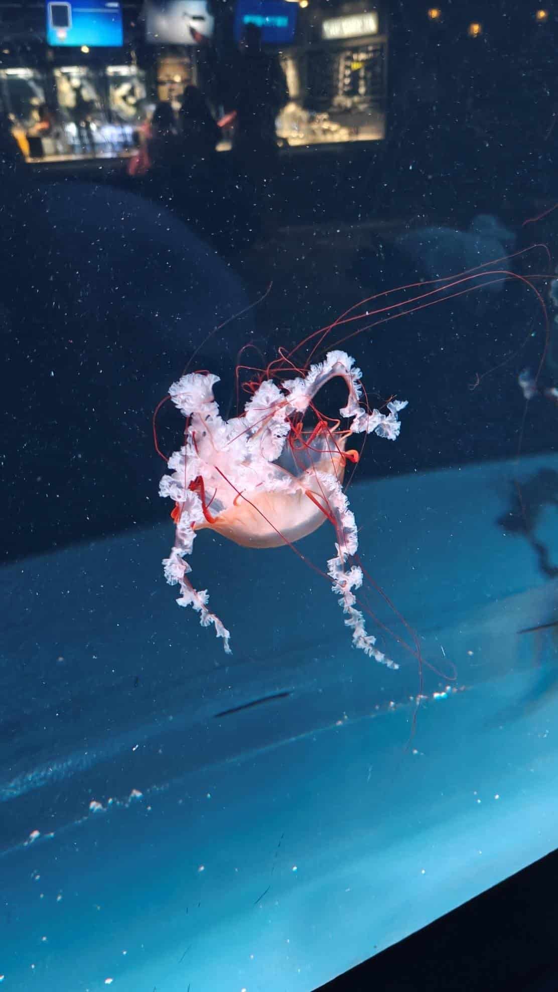 Jellyfish with pink tentacles in a dimly lit aquarium