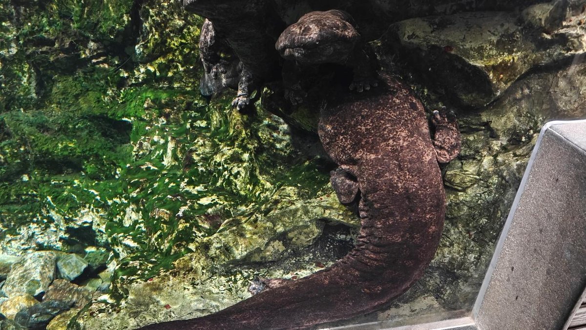 Large salamander on rocky, mossy surface