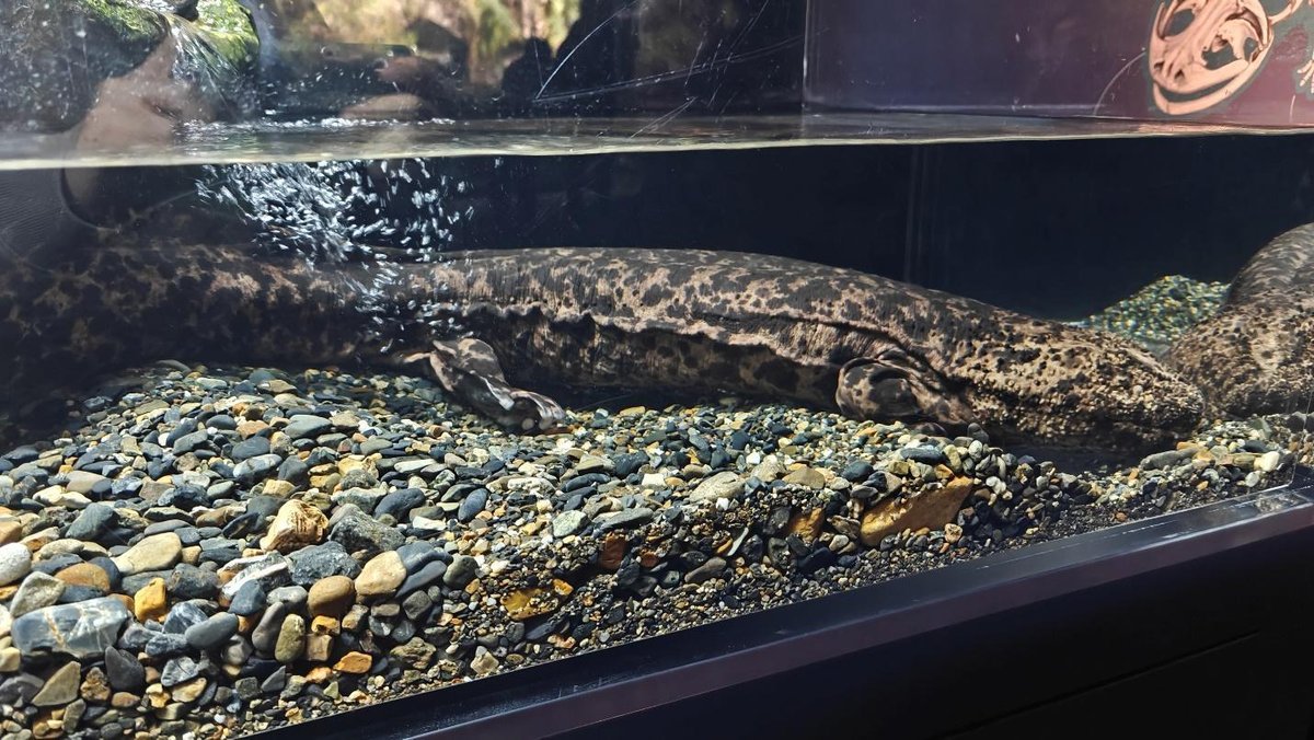 Large spotted salamander resting in an aquarium on pebbles