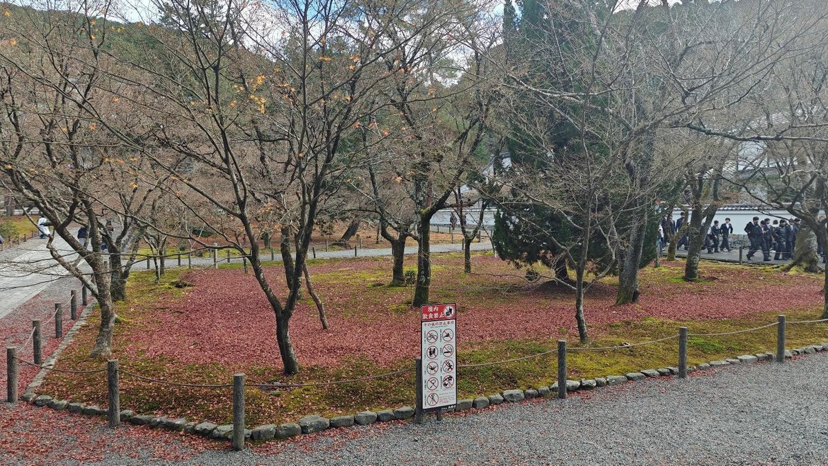 Leaf-covered park with bare trees and walking group