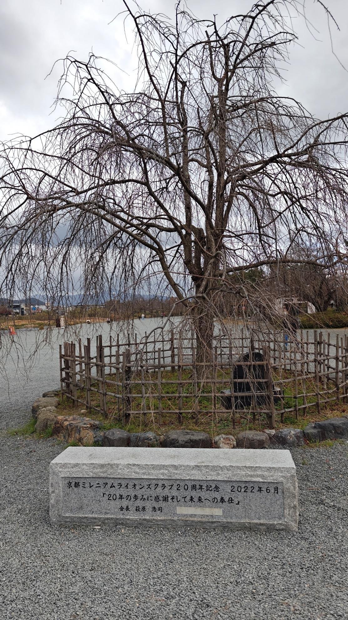Leafless tree with stone plaque in a park setting