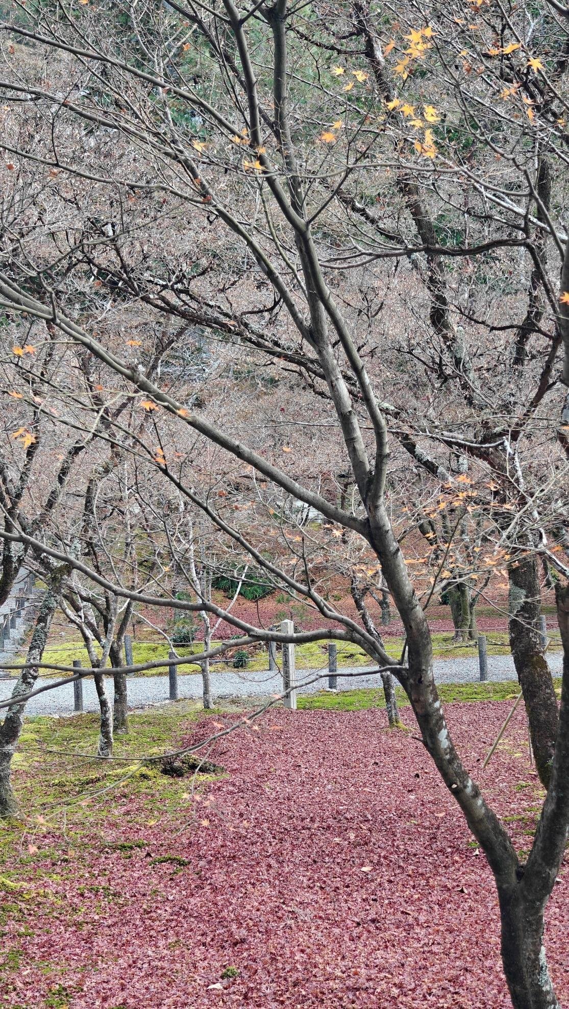 Leafless trees with scattered autumn leaves on ground