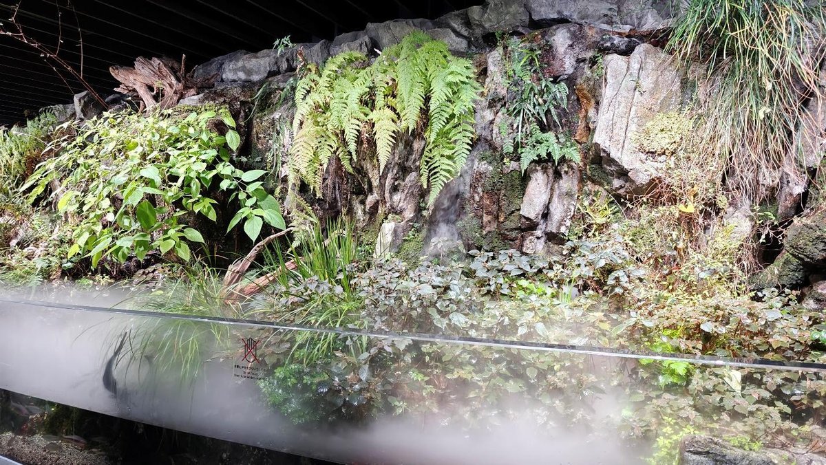 Lush green plants and ferns on a rocky wall with misty foreground