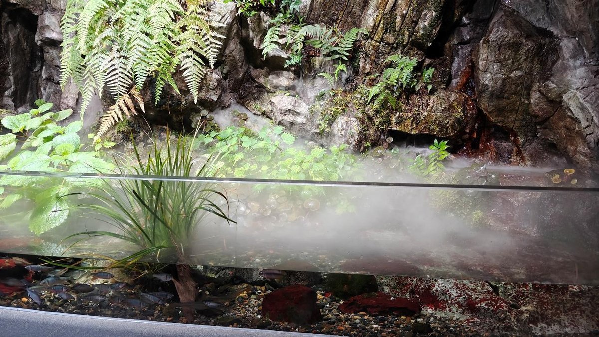 Lush green plants and mist in rocky setting