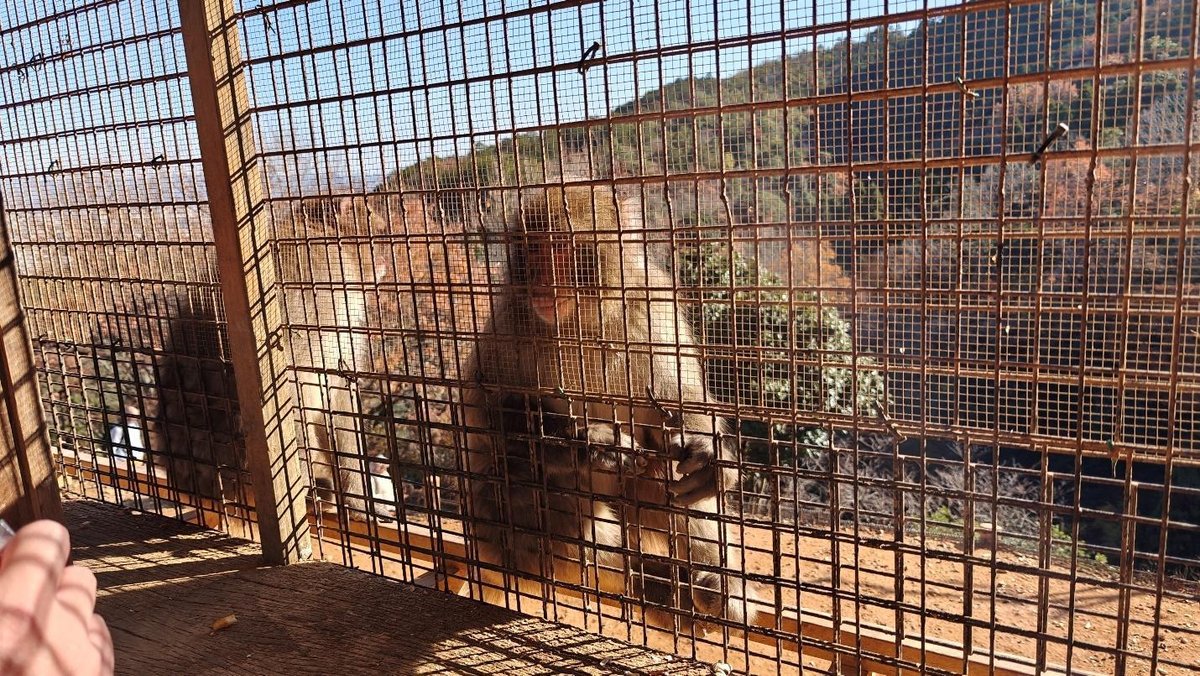 Monkey behind wire fence, sunny day