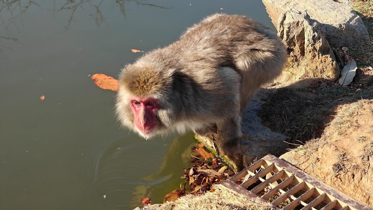 Monkey by a pond, autumn leaves nearby