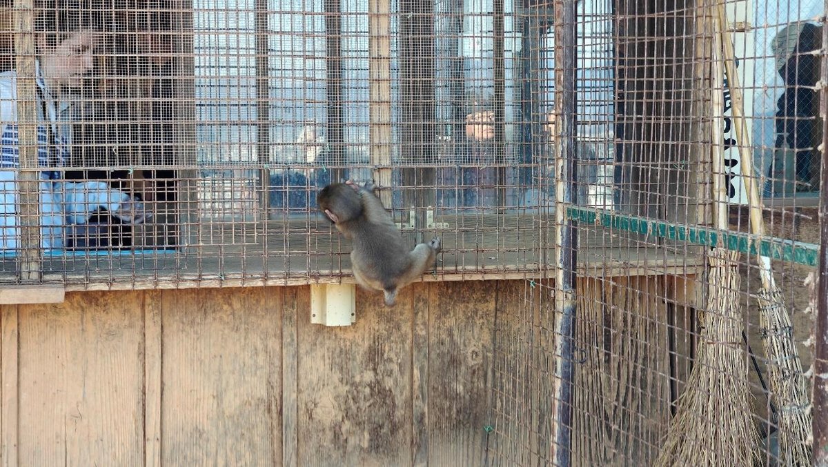 Monkey climbing cage bars