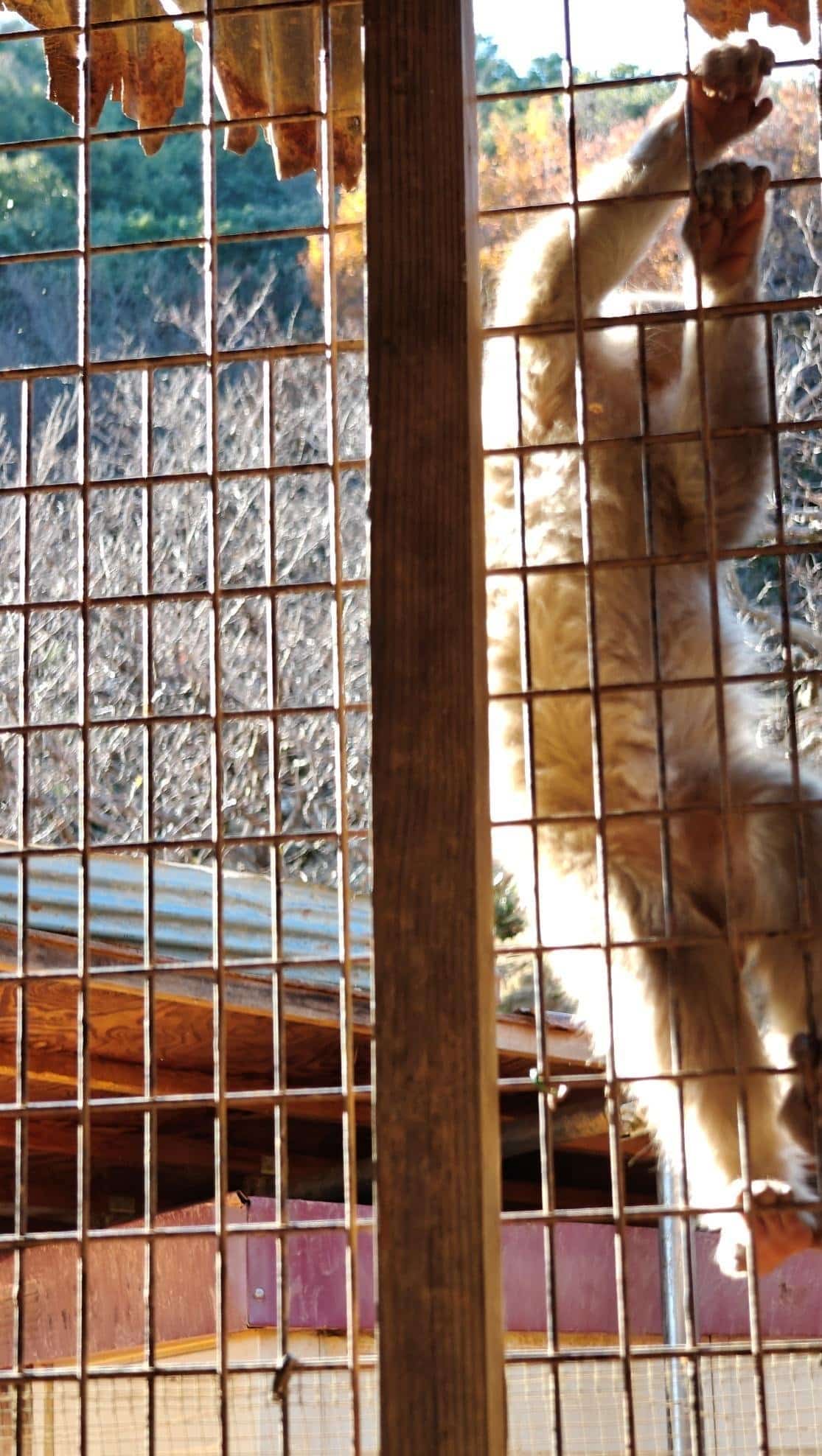 Monkey climbing cage in sunlight