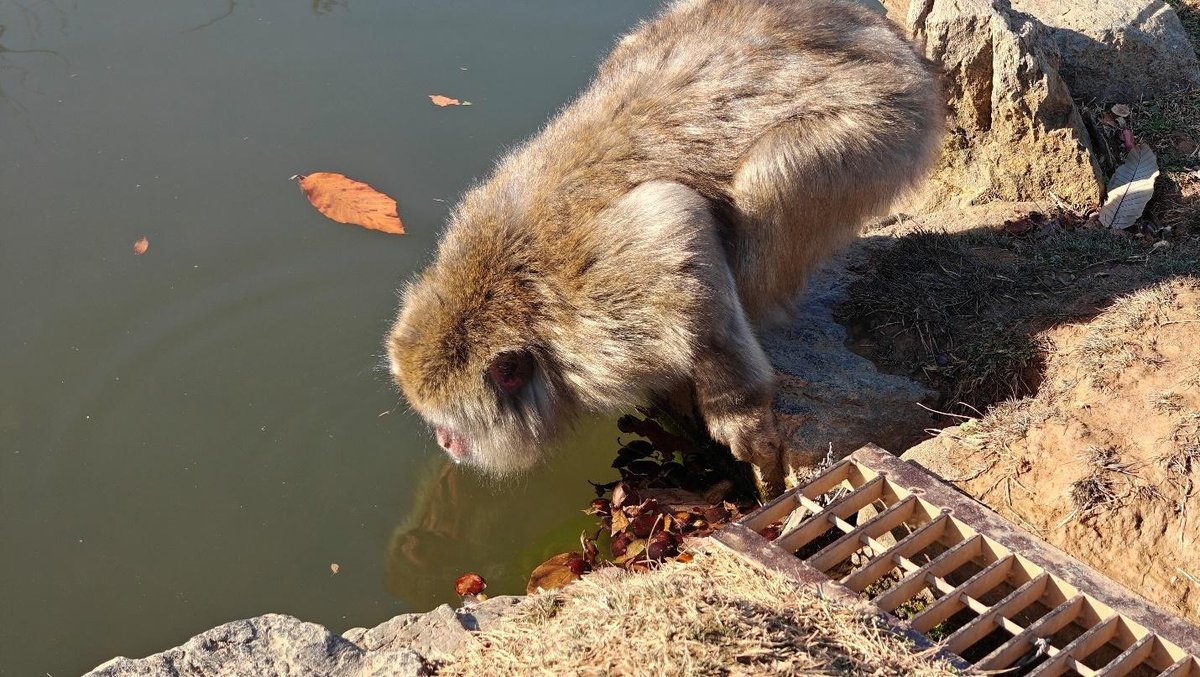 Monkey drinking from pond edge
