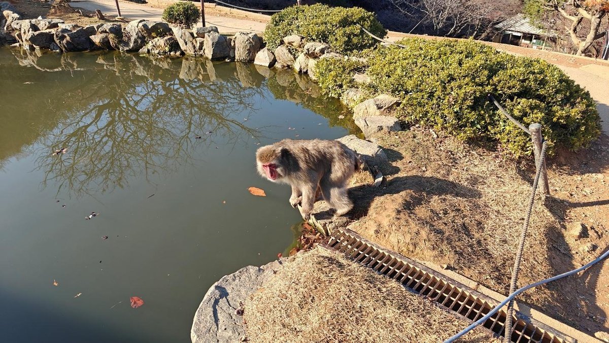 Monkey near calm pond with rocky shore