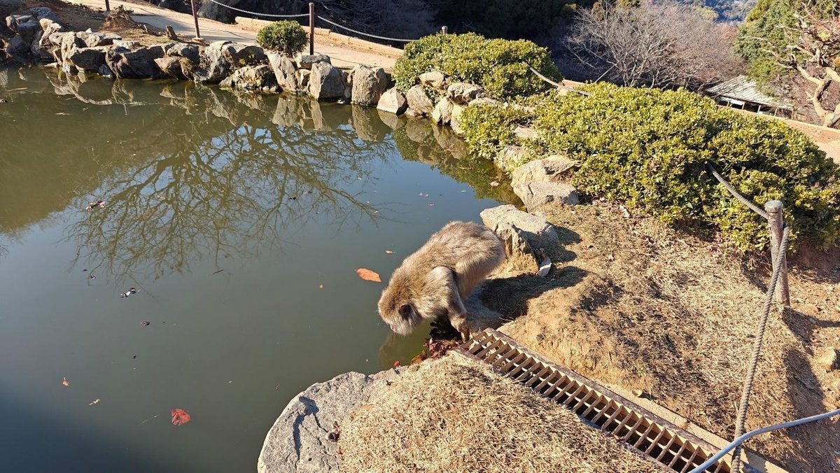 Monkey near pond in natural setting