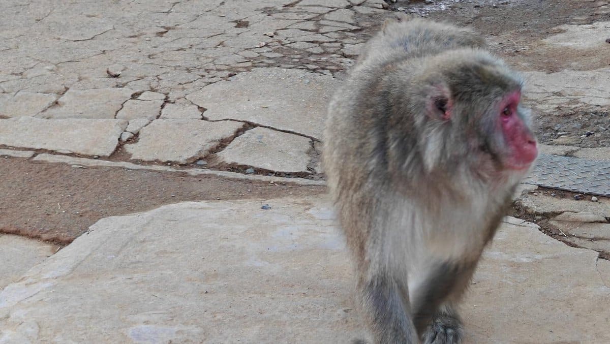 Monkey on cracked stone path