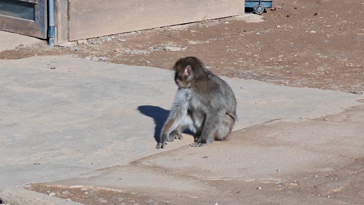 Monkey sitting on concrete ground